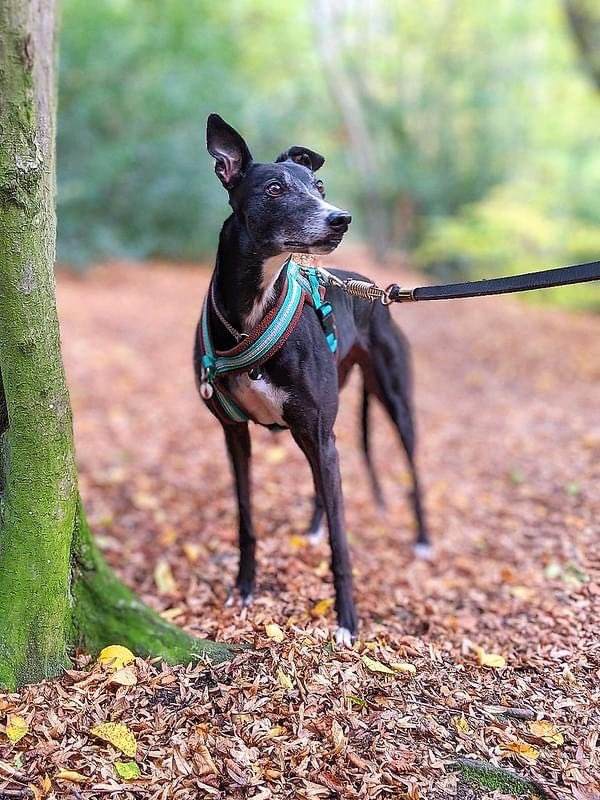 It's the first day of autumn! 🍂 Does your hound need an extra layer? Take advantage of our online sale and shop our cosy fleeces and jackets ☁️ greyhoundtruststore.com/collections/sa… 📸GreytImages by Steve White #autumnequinox #autumnal #cosy #greyhoundtrust #greyhoundtruststore #sale