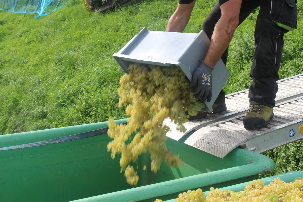 Die Traubenlese (umgangssprachlich "der Wimmet" oder "die Wimmet") ist im vollen Gange und tagtäglich ernten unsere fleissigen Hände die wunderbar duftenden Trauben Rheintal auf und ab. 
Hier einen Einblick in die strenge, aber schöne Arbeit...