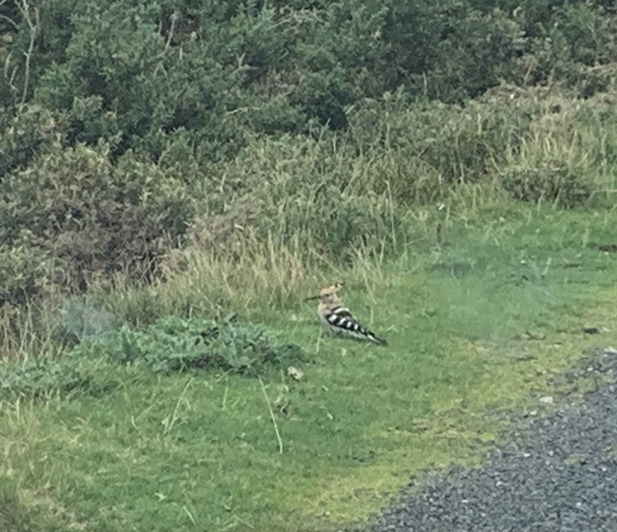 Just seen this bird which looks like some sort of woodpecker… but not finding it on <a href="/Natures_Voice/">RSPB</a> <a href="/RSPBNorthScot/">RSPB North Scotland</a> list… any help?! Had a beautiful golden crest. #woodpecker