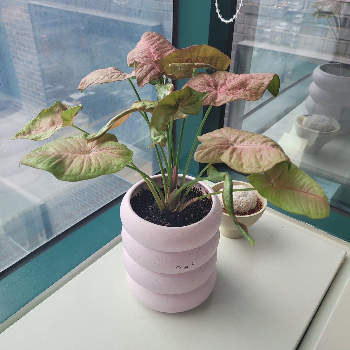 chalchal🌵 tweet media