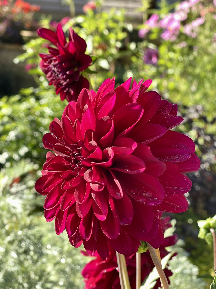 Another #DailyDahlia for #FlowersOnFriday