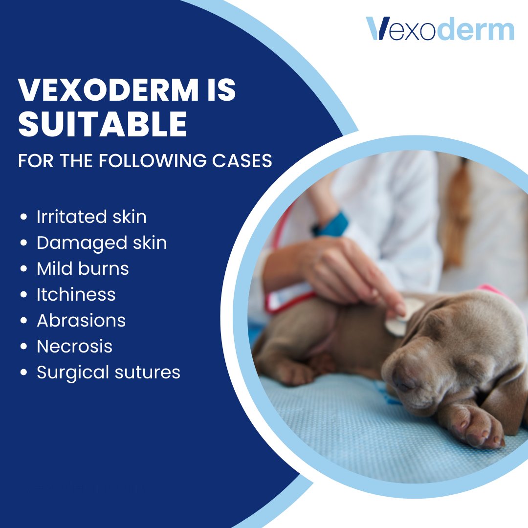 Vexoderm's tweet photo. Vexoderm is indicated for irritated and damaged skin, mild burns, itchiness, abrasions, necrosis and surgical sutures.

More information at https://t.co/HueLN3y85a

#veterinary #naturalorigin #animalcare #woundcare #animals #vexoderm https://t.co/2otLVqsmQc