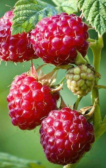 theflorafiona's tweet photo. Good morning💜🌿🍓🍒🌾 https://t.co/pTu3Tb9jY0