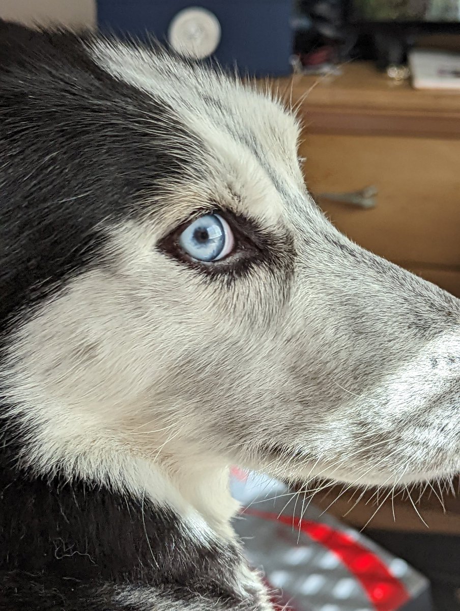 actbio_art's tweet photo. #HuskyTwitter #husky #HuskyFans
#petphoto
The #Dog is #skeptical of my #cellphonephotography https://t.co/Wf71bV66tp