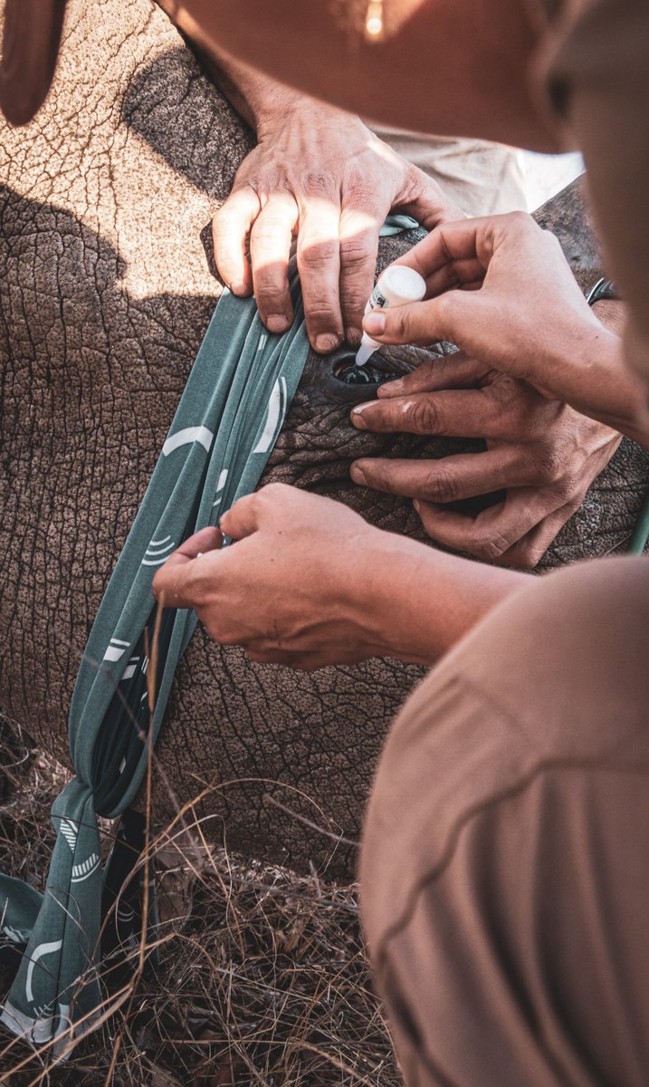 ICORP_Africa's tweet photo. Last year, over 400 rhinos got poached in South Africa. ICORP has been on the ground in Southern Africa, including South Africa, Mozambique & Namibia to fight this war and we are not giving up!
#worldrhinoday #stoppoaching #icorp #savetherhino #rhino #conservation https://t.co/Z0xd44ZMVZ