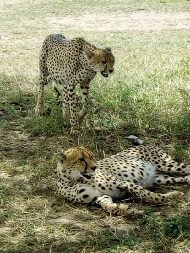 SafariCrewTZ's tweet photo. Captures around #Tanzania
#serengeti migration #elephant in the #tarangire #cheetahs brother
https://t.co/BT1R4zmHqX
#tanzaniasafari #traveling #neverstoptoexplore #africasafari https://t.co/U2EX9j4pZb