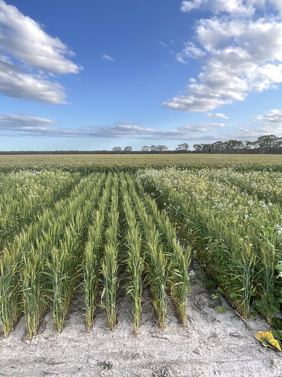 Mitch Tuffley tweet media