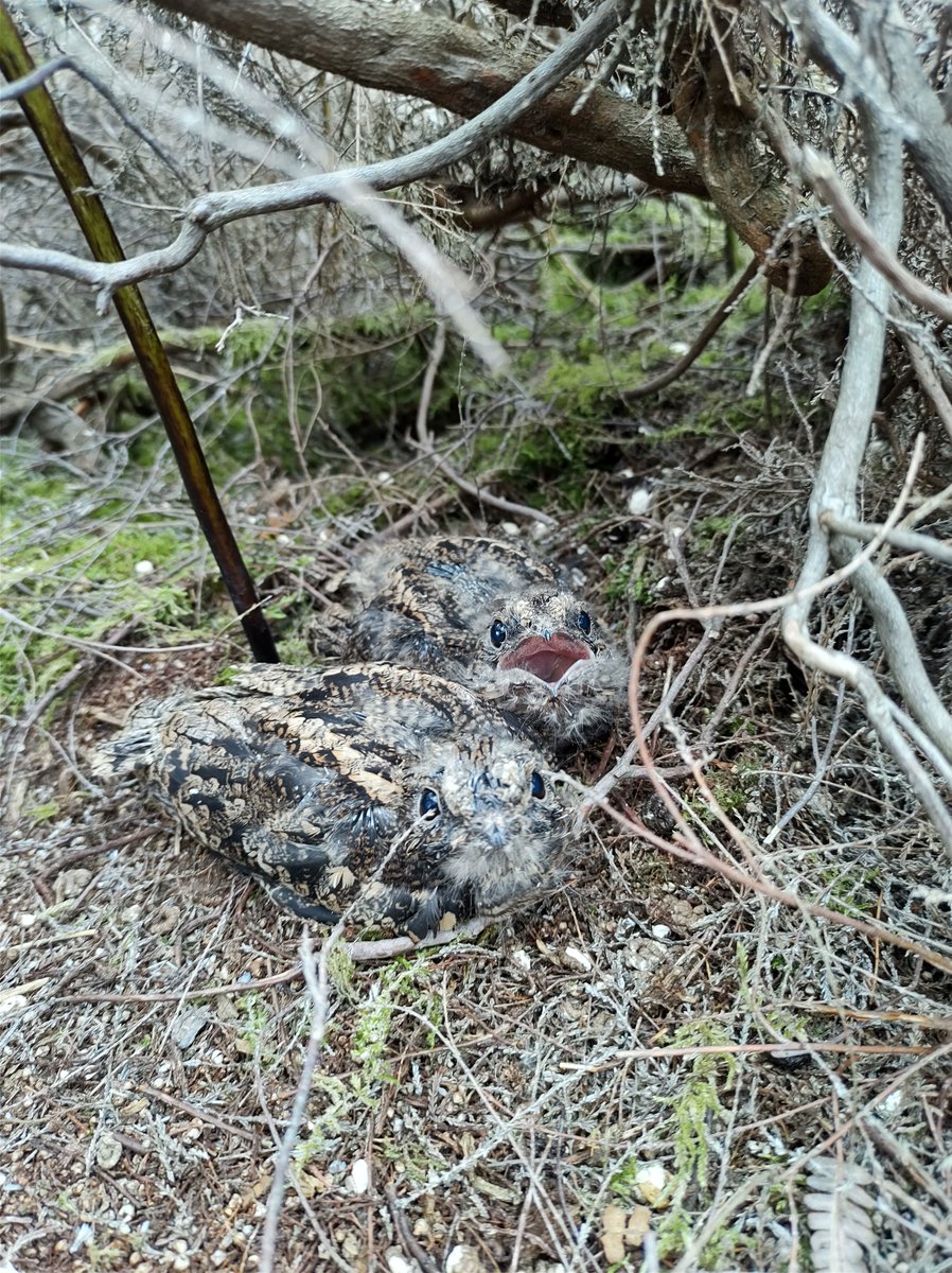 Can you spot the chicks? 👀
31 male nightjars were heard churring on Dersingham Bog NNR this year, the reserve's highest ever recorded number. Whilst churring numbers were good, productivity was low due to the weather &amp; disturbance. Read our 🧵 on the churr of the nightjar: (1/3)
