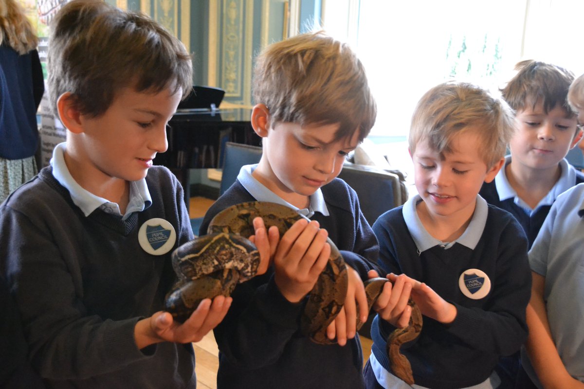 pinewoodprepsch's tweet photo. We welcomes @ReptileAcademy  this week and the children were fearless … to view the full galleries do check our Pigeon Newsletter later today! https://t.co/pNTtApsF38