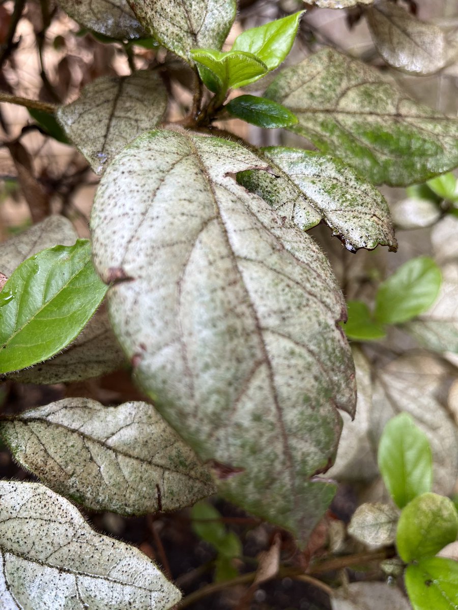avid_gardener's tweet photo. Is it just me or is #silverleaf a big thing on #viburnumtinus this year…?you can smell it when it’s close by 🤔 #garden #gardening #autumn https://t.co/pT8AnyBKyh