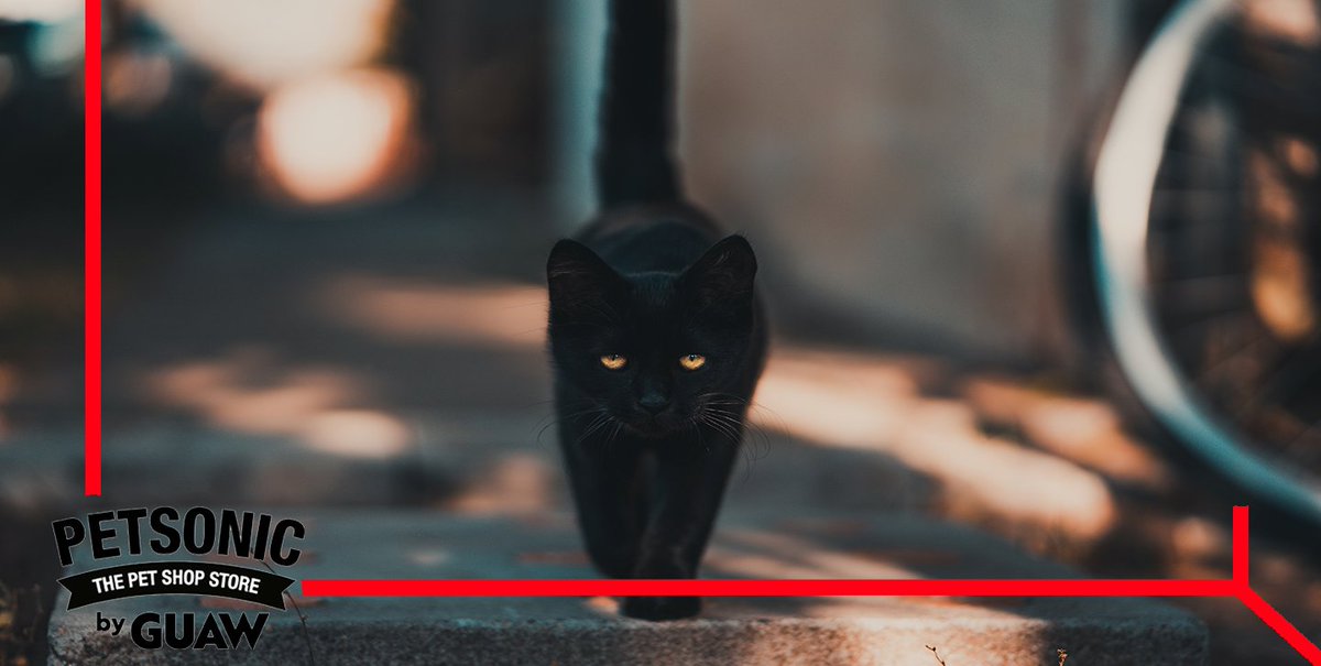 ¡Los gatos negros no dan mala suerte! Es solo una convención social basada en mitos, lo que hace que los índices de adopción de los felinos de este color sea bastante inferior a la media. Ofrécele un hogar a este animal, ¡no te arrepentirás! 🐈‍⬛☘️

#catlovers #gatoslindos #animals