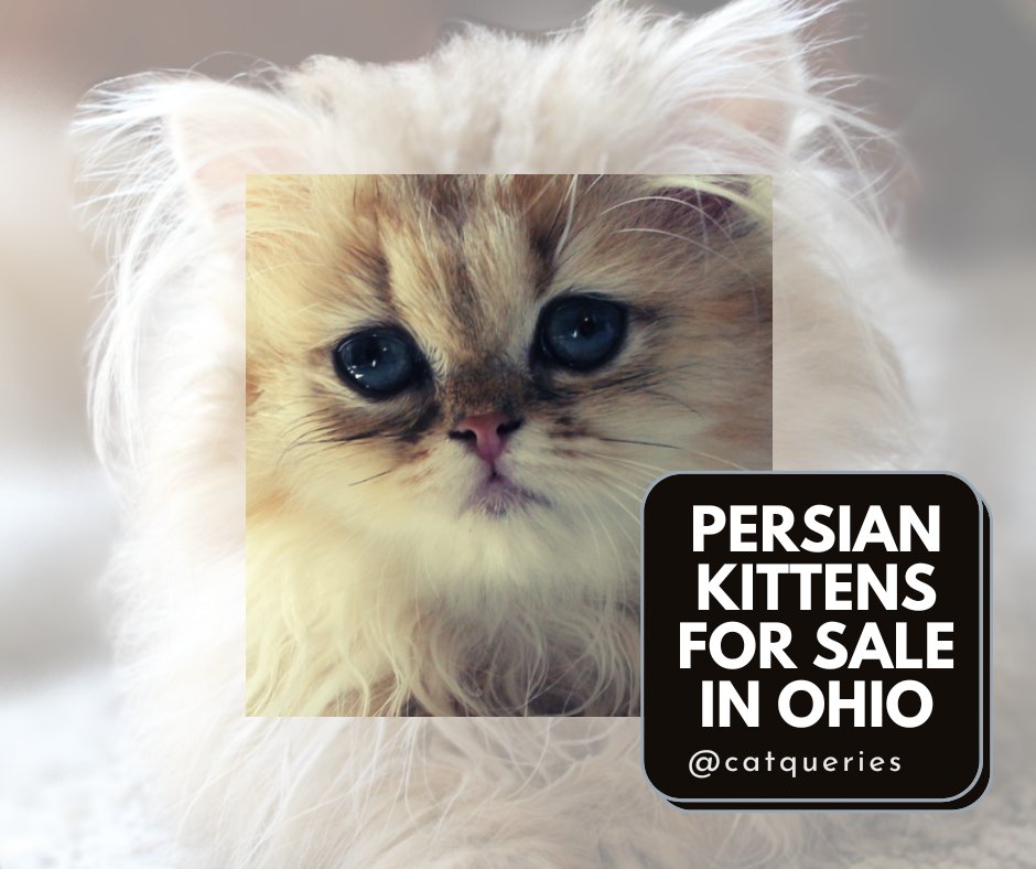 QueriesCat's tweet photo. If you live in Ohio and want to get a Persian kitten from a cat breeder where the kittens are well-cared for. Then, we have provided a list of the top 8 Persian cat breeders who raise their cats according to CFA standards.
Read more:  https://t.co/ZMnwKu4MR0
#catqueries #catbreed https://t.co/tSpkRdI0Wi