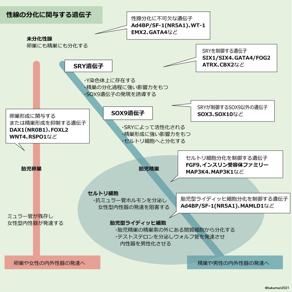 かくまん Kakuman21 Twitter