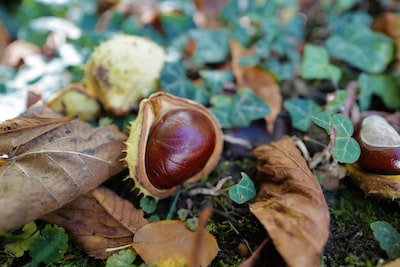 ▫️a máme tady podzim!🍃🍁
#autumntime #timeforcoffee☕#timeforyou
#walksinnature #natureheals🌞🌰

#naturephotography #equinox #chestnuts #autumnsymbol 📷™