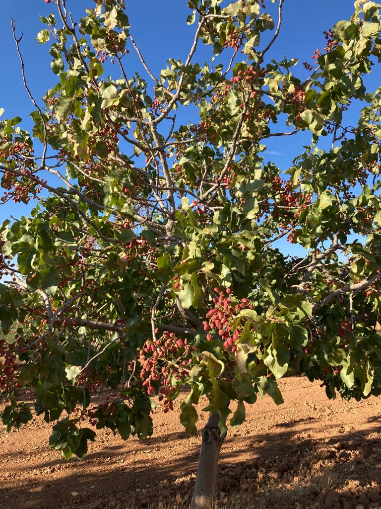 CalidadRuralAra's tweet photo. #FelizOtoño Ayer le dimos la bienvenida a la nueva estación🍁con la AgroExperiencia🍀dedicada a Los pistachos de Estercuel, organizada por el @mercadoagroNT junto con @adibama en el marco de @aragonentumesa #CalidadRuralAragón https://t.co/Vrvcaq3JHq