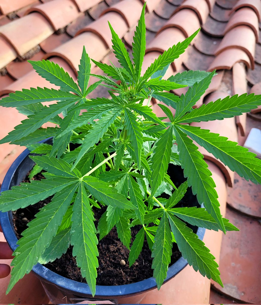 RaulSantos1981's tweet photo. Para disfrutonas las Chicas de Oro!
👩🏼🦰👱🏼♀️👩🏾🦱
#TopCrop #HeavyMix
#CannabisCommunity #weedlovers
#cannabisculture #weedsmokers https://t.co/bwUNTvYzHv