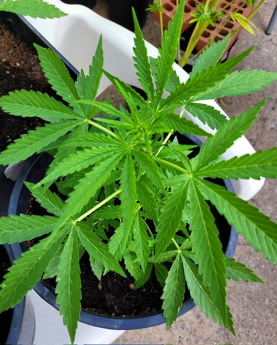 RaulSantos1981's tweet photo. Para disfrutonas las Chicas de Oro!
👩🏼🦰👱🏼♀️👩🏾🦱
#TopCrop #HeavyMix
#CannabisCommunity #weedlovers
#cannabisculture #weedsmokers https://t.co/bwUNTvYzHv
