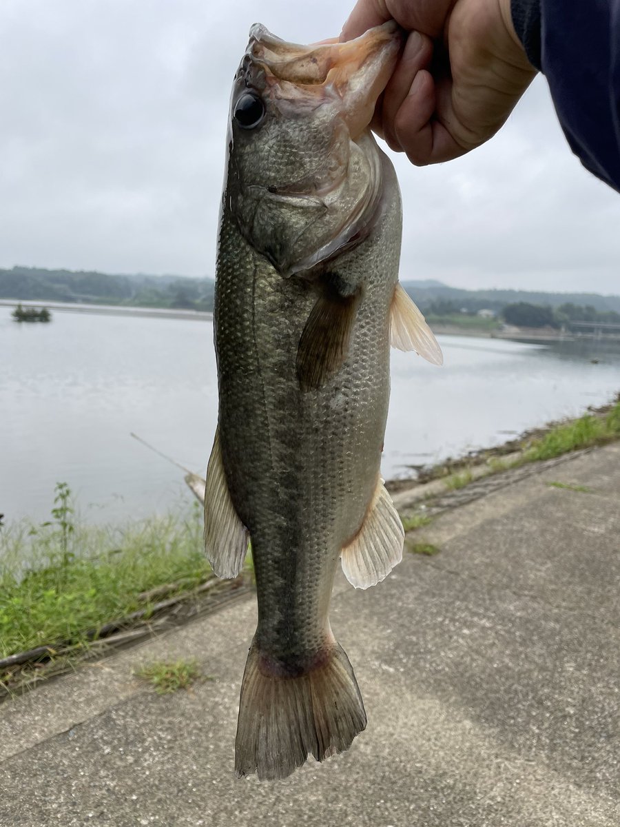 Pii_141's tweet photo. 本日は15:00スタートでリザーバー🎣

かなりの減水💧
水が悪い💧泡立つ感じ💧

が、しかーし！
ライトリグでピンポイント狙いで44cm！
マズメにデラクー巻き倒しで43cm！

上出来っすわ。 https://t.co/akFGwukflD