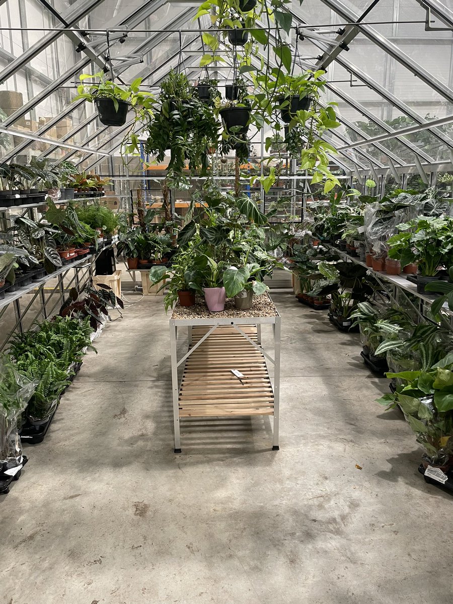 100s of plants available online or in store houseofkojo.com #ukhouseplants #houseplant
