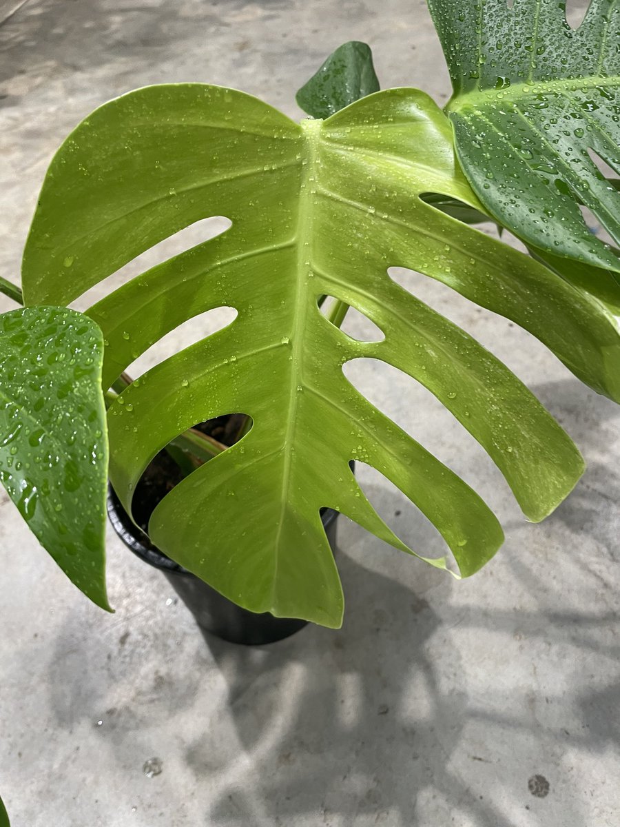 Love a fresh new leaf #Monstera