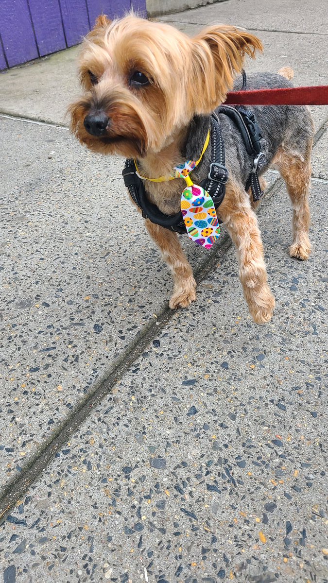 deathtoglitter's tweet photo. My baby got really hurting and is fighting hard to get better. Medical bills are starting to become overwhelming. If anyone can help or retreat it would mean the world. 
https://t.co/uPwUtqirqs

#bb24 #instagramdown #5SOS5 #Yorkshire #dogsoftwitter #GoFundMe #DahmerNetflix # https://t.co/wwmwDGGbDe