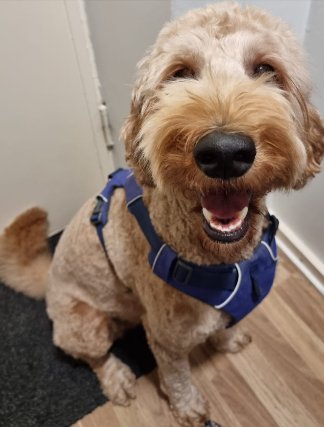 Anne_Huhtala's tweet photo. @TuomasEnbuske Ensi maanantaina 2-vuotissynttäreitään juhliva Toffe toivottaa paljon synttärionnea @TuomasEnbuske ! 🐶🐾 https://t.co/r794pe8Nzv