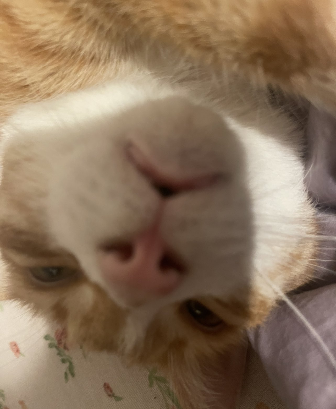 Deerbxby ♡ on Twitter: "@PupsicleStick https://t.co/aGA7hqSjUG" / Twitter