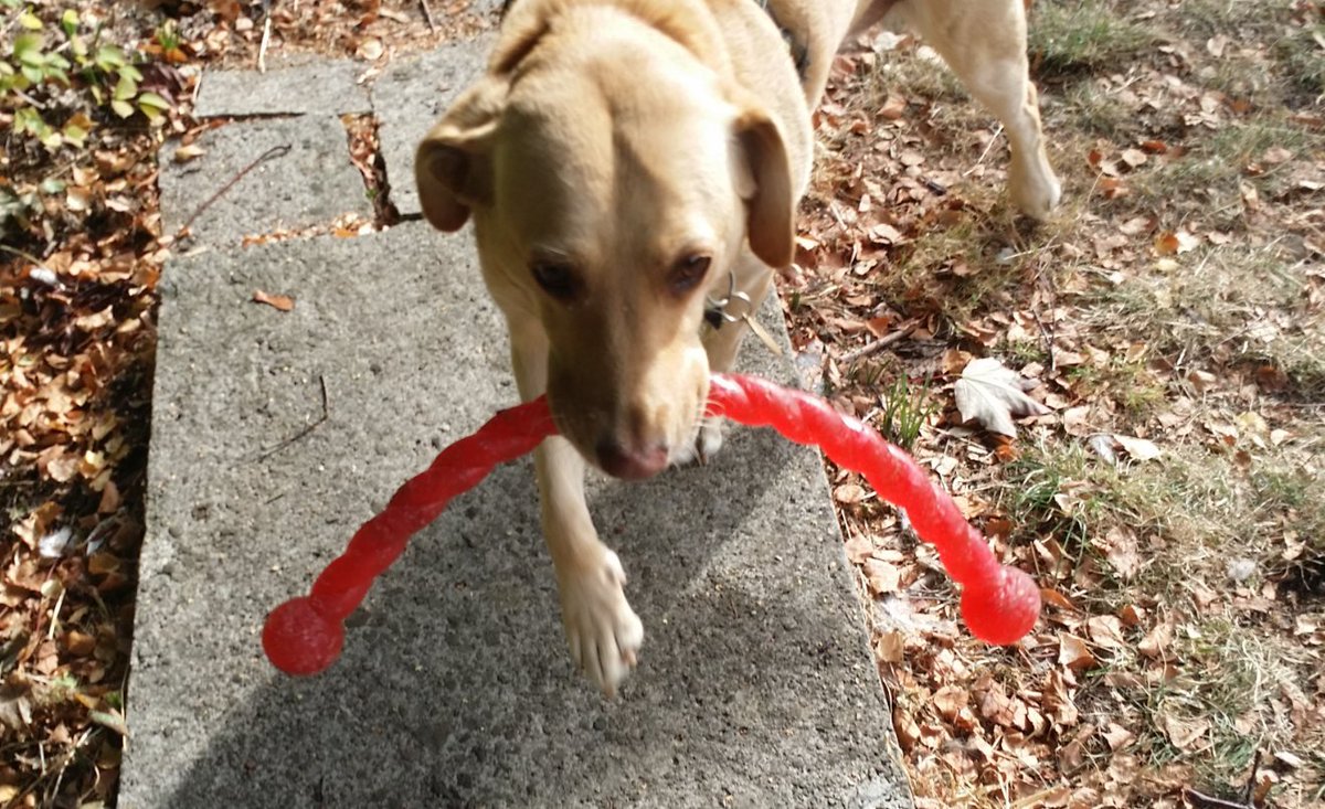Mark__Lawrence's tweet photo. This thing Ruby found ... it's for dogs, right? https://t.co/Zyd6NTmZtE