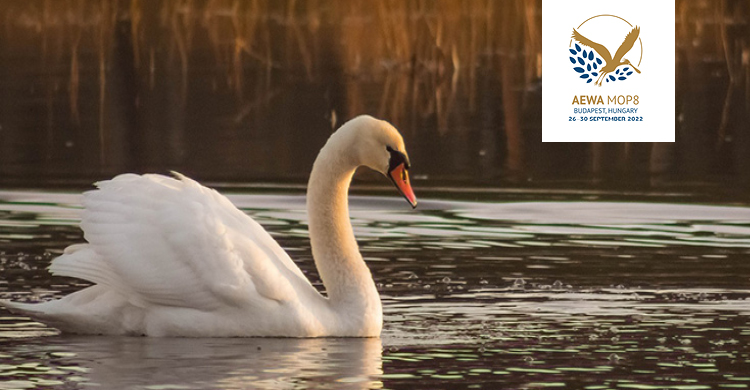 unep_aewa's tweet photo. Ahead of #AEWAMOP8, focus on one of AEWA's most significant conservation achievements benefiting the health of waterbirds and people:

The European Union regulation banning #LeadShot in #wetlands enters into force in February 2023.

Read on: https://t.co/nO2KWYucVp https://t.co/vsehZbtTUk