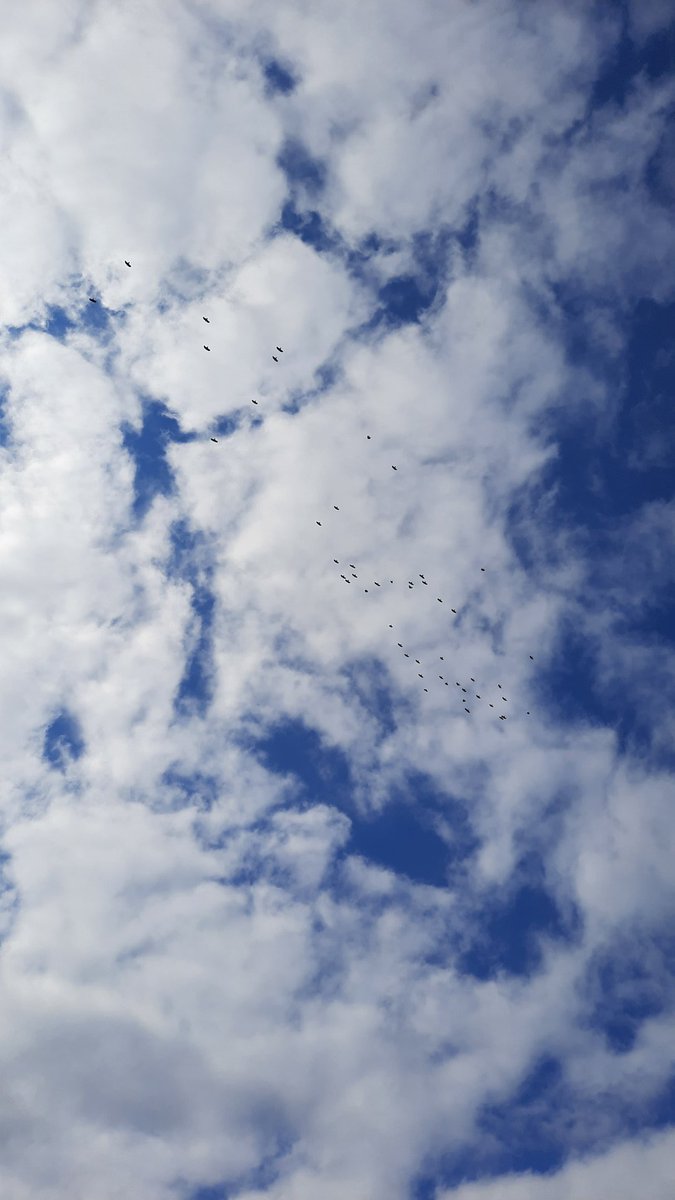 Cornish Choughs 〓〓 tweet media