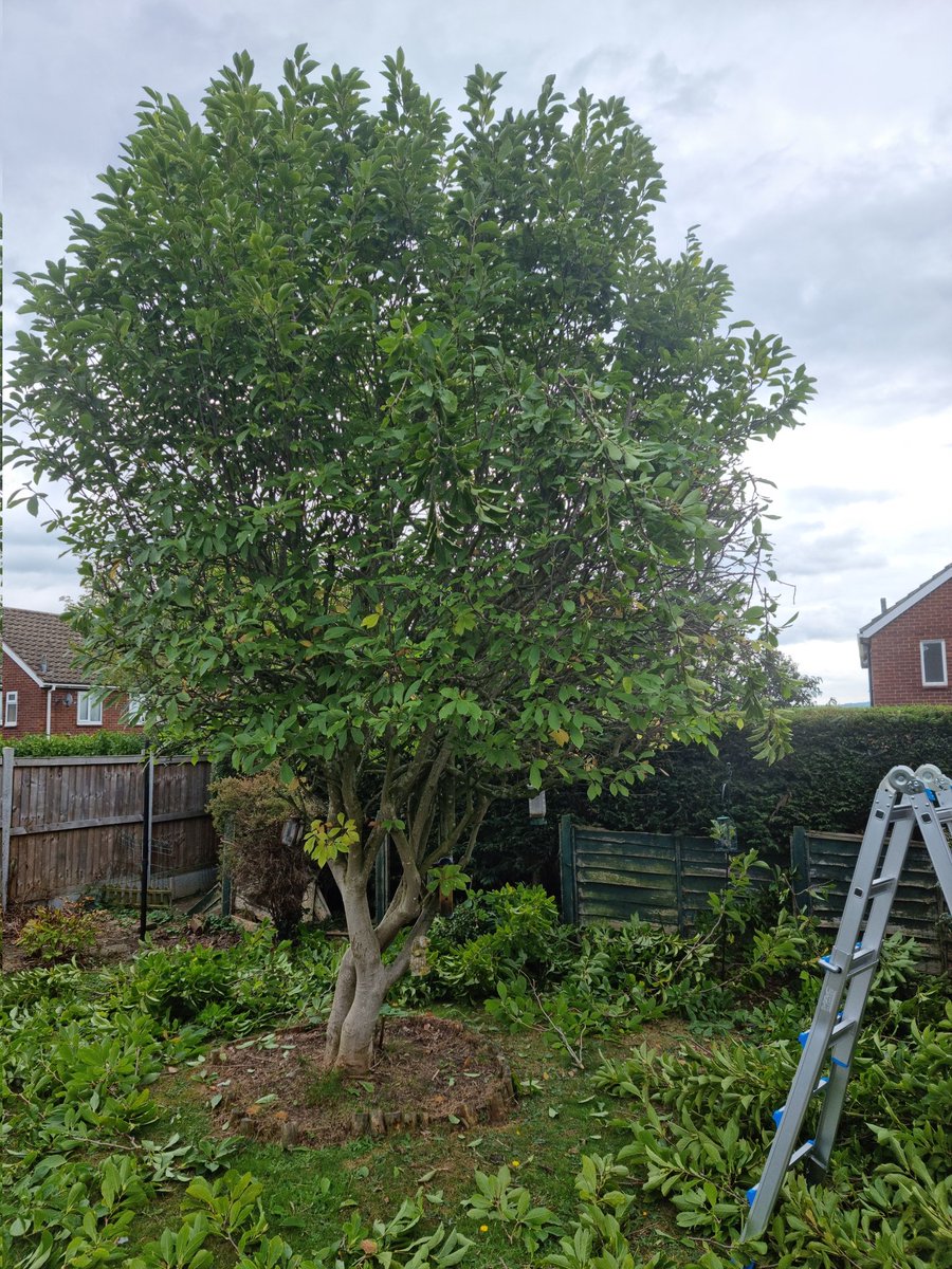 Haircut for this Magnolia tree 🌳 get in touch if you have Lawns, Hedges or gardens cleared.