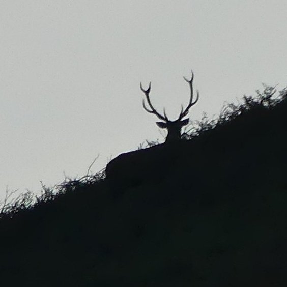 CuatroPI's tweet photo. Diciéndole HOLA al  #Otoño en las Montañas de Aller: es tiempo de #Berrea 🦌🦌 #LaBerreaAllerAsturias #AllerExperiencias 
@TurismoAller  @TurismoAsturias https://t.co/Pz41eiEr3X
