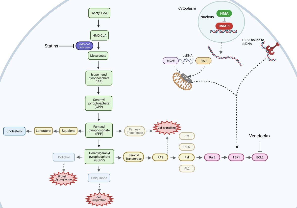 Latest #BioRender <a href="/BioRender/">BioRender</a> creations:
1.  Regulatory responses to high/low intracellular cholesterol. 
2. Simplified mevalonate pathway including extended RALB/TBK arm, upregulated in relapsed and drug-resistant AML.  Simplified schematic of HMA viral mimicry hypothesis.