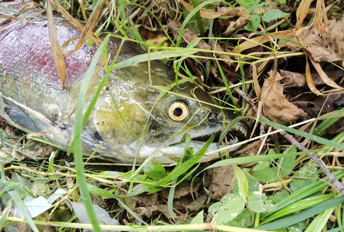 _ajimaster's tweet image. #kamchatka