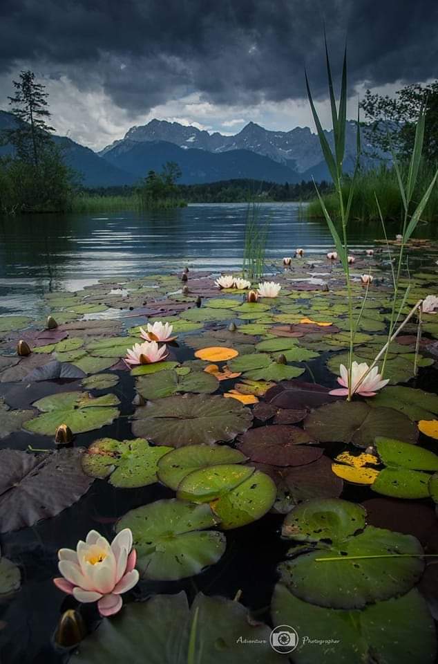 Francisco Ribeiro tweet media