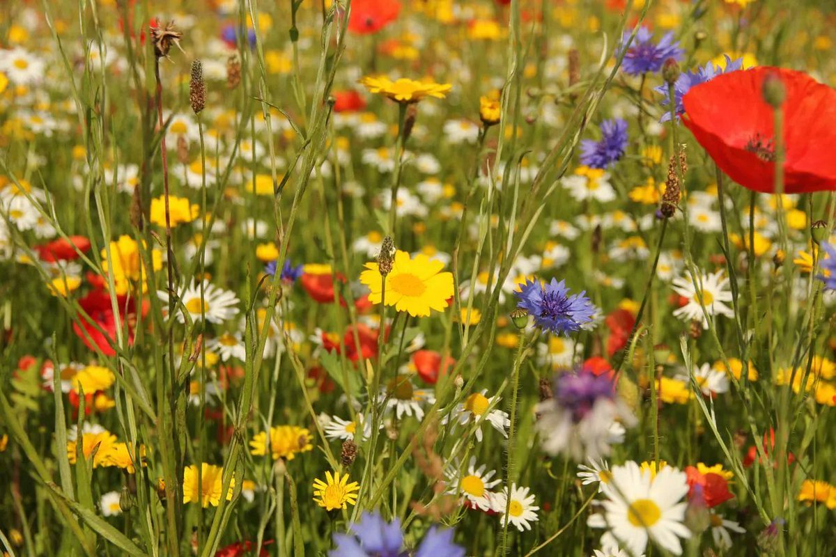 Be part of the rewilding movement! Join us tomorrow to learn about #wildflowers to create seed gifts that you can plant in your garden and across the city to support #pollinators and #wildlife. 
eventbrite.co.uk/e/from-little-…