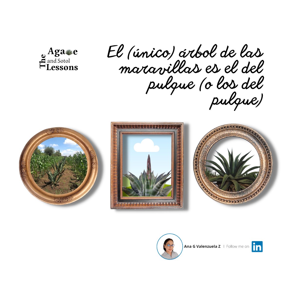 AnaValenzuelaZ's tweet photo. #agave #agavelessons #biodiversidad #probiotics #prebiotics #ferments #pulque #octli #arboldelasmaravillas #mexico #agavecultura #agavomics #agavenomics 🇲🇽 https://t.co/dT6dYz7TS6