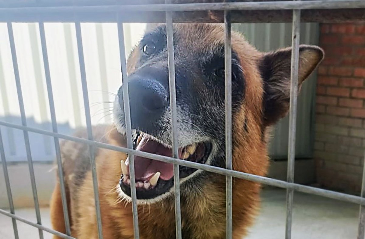 SosAbuelos1's tweet image. #VALLADOLID
Este abuelito fue abandonado en la perrera por su "dueño" hace varios meses.
Aunque está muy triste, siempre te dedica una sonrisa cuando pasas... pero el pobre sigue sin entender porque está allí solito.. qué hace él en una jaula?

una.nueva.vida.valladolid@gmail.com