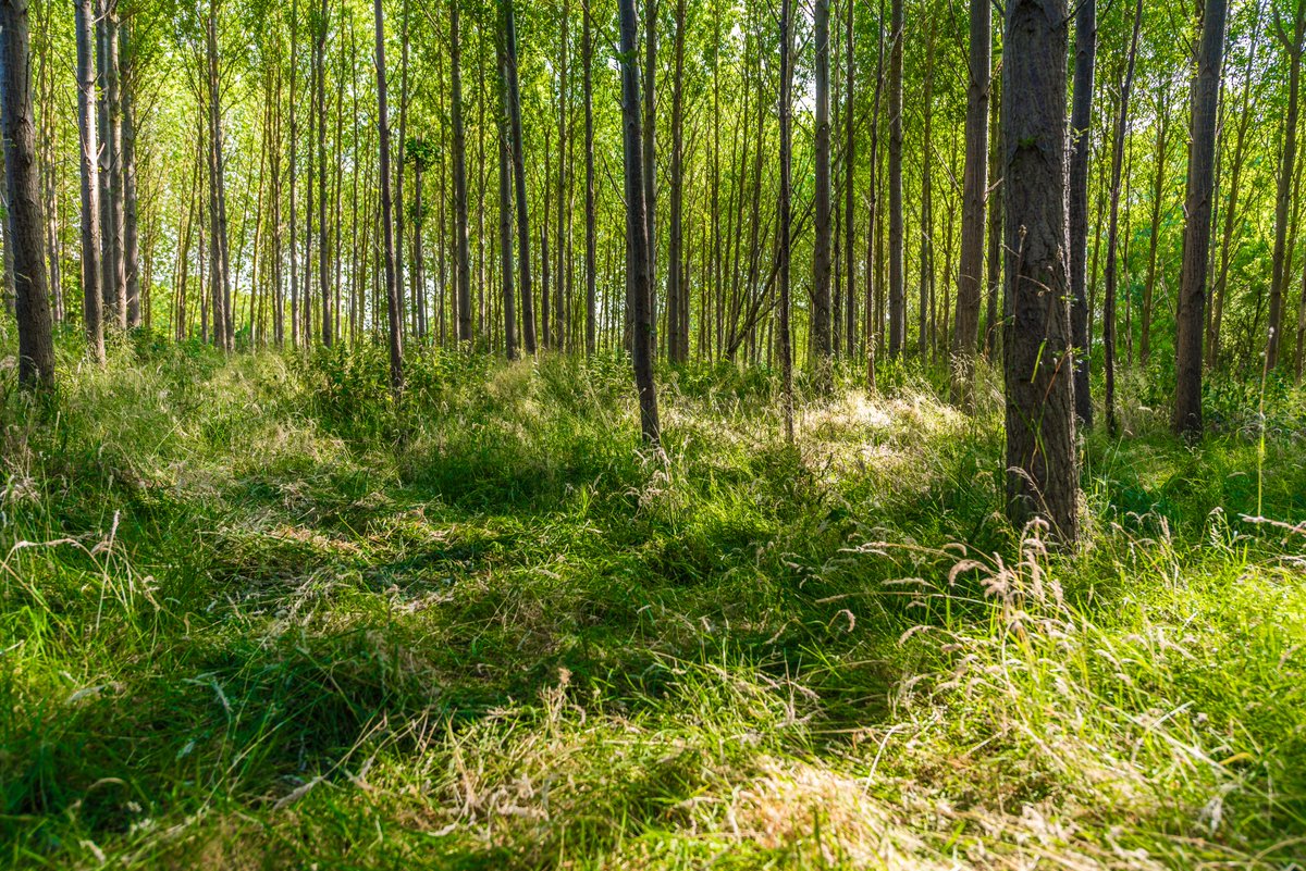 wl_resort's tweet photo. π³ Four months ago, we launched our tree-planting initiative #Room2Grow. Already, we have committed to planting 4,281 trees!
https://t.co/hr5R4xo1hq
#sustainability #sustainableevents #sustainable #treeplanting #events #eventprofs #MICE #conferences #UKhotel #meetings https://t.co/q82MjdKk5G