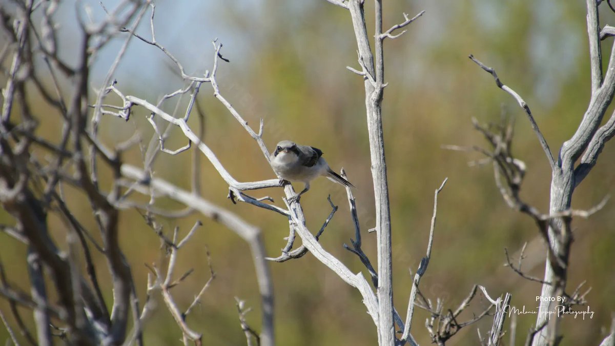 nature_buff's tweet photo. “What you lookin’ at?” is what I imagine this loggerhead shrike is saying to me!
#getoutside #adventure #lowkeyadventure #stopandsmelltheroses #explore #nature #TwitterNatureCommunity #birdphotography #loggerheadshrike #speciesatrisk #endangeredspecies #threatened #bird https://t.co/yK5o40jo1S