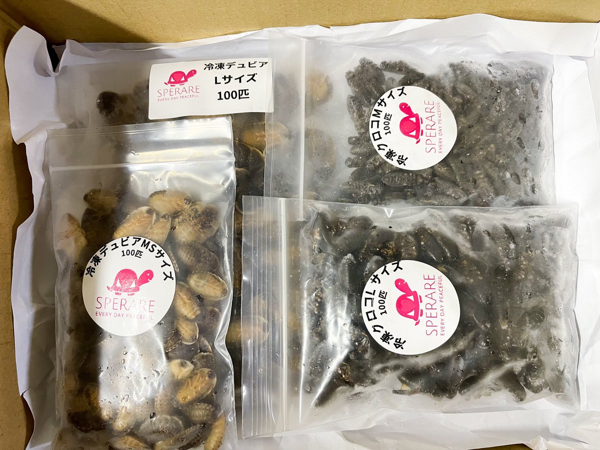 REP_SPERARE's tweet photo. 今日中にご注文頂いた分の発送をガッツリ行いまして明日9/24〜25の2日間臨時休業を頂きます。
栃木県の名産や美味しいお店知ってらっしゃいましたら是非教えて下さい。
レモン牛乳は沢山飲むつもりです😊🍋
#爬虫類餌
#冷凍餌通販
#冷凍コオロギ
#冷凍クロコ
#冷凍イエコ
#冷凍デュビア
#MonitorFeed https://t.co/xPzvRIjpHG