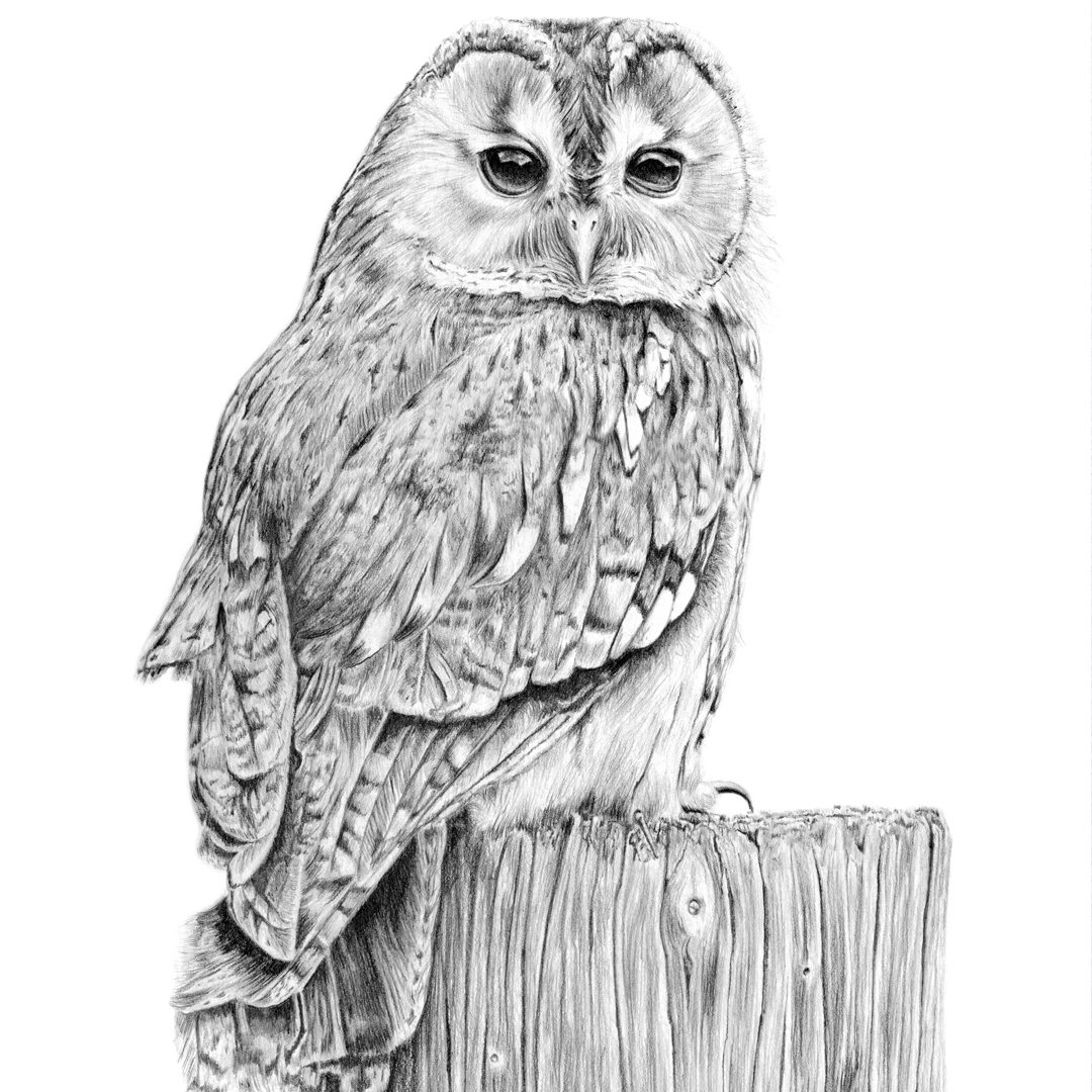 SusannahWeiland's tweet photo. I am excited to launch my new website with my first range of Limited Edition Prints of my hand embroidery, alongside prints of my drawings and photography.
#limitededitionprints #londonartist https://t.co/nIDtzI0pqe