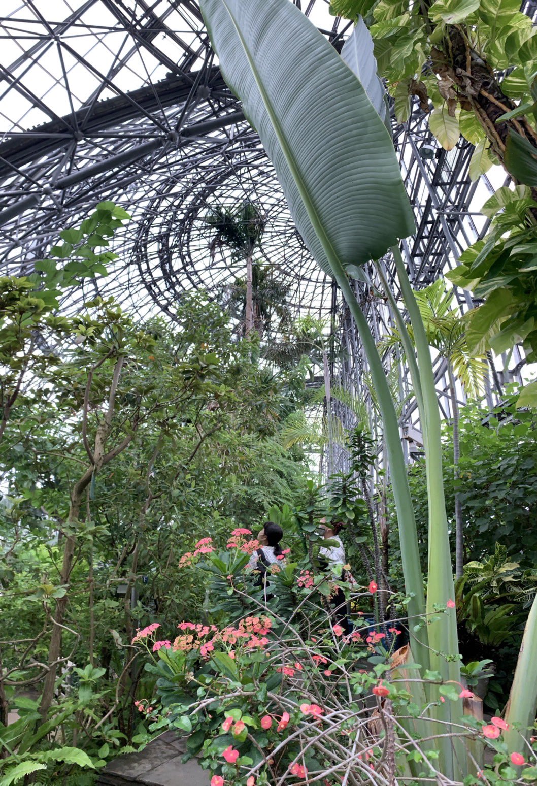 夢の島熱帯植物館 公式 Yumenetsu Twitter