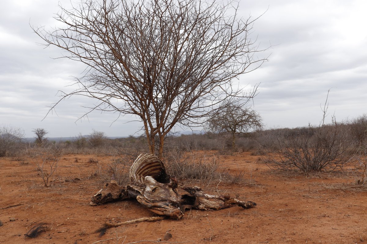 Meet mzee Sam, 40 years old from Bisil, Kajiado County, he has since lost over 20 cows and goats, that's his only source of livelihood this is really traumatizing  For pastoralists, livestock is their most treasured investment. #Drought