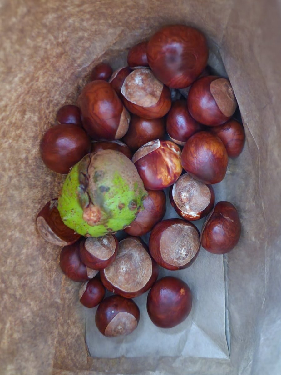 StaceyMcculloc9's tweet photo. Conker season 🌰🍂🍃 https://t.co/tSoDBNGyWm