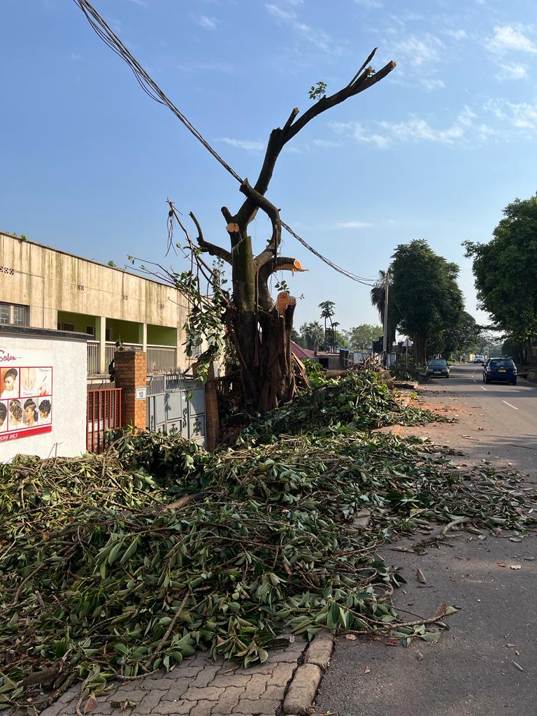 MKayisire's tweet photo. Guys the centennial #Umuvumu tree I was last month proudly showing here is down. We are bad, very bad actually!! We don't deserve the city we are living in! #Kimihurura https://t.co/D1ffizDNk5