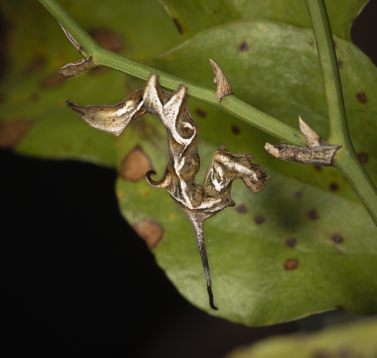 Last weekend was the first full-scale BugFest event at the NC Museum of Natural Sciences since the pandemic.We had our Caterpillarology booth once again with over 50 species of local larvae. A few pics of some of the stars to follow...