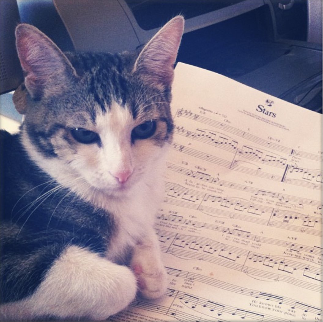 Veli_der_Hund's tweet image. Heute vor zehn Jahren ist dieses kleine Flauschbällchen hier eingezogen. Ich hab sie nicht kennengelernt. Weil ein Dorftrottel aus der Waldmiliz Spaß haben wollte.  Und ein Gesetz das erlaubt. #hobbyjagd