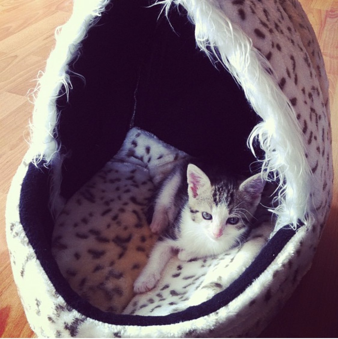 Veli_der_Hund's tweet image. Heute vor zehn Jahren ist dieses kleine Flauschbällchen hier eingezogen. Ich hab sie nicht kennengelernt. Weil ein Dorftrottel aus der Waldmiliz Spaß haben wollte.  Und ein Gesetz das erlaubt. #hobbyjagd