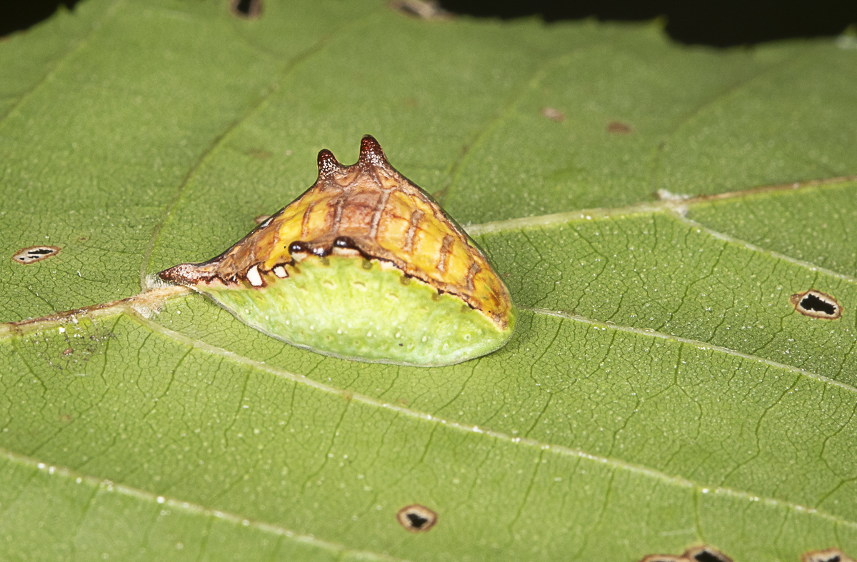 The Skiff Moth is one of my favorites with their very un-caterpillar-like shape.